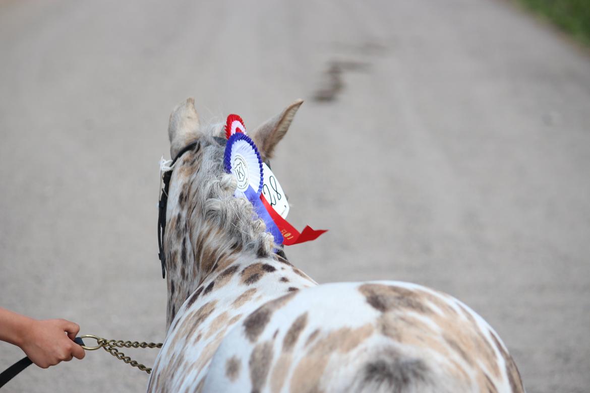 Knabstrupper Moselunds Millie billede 3