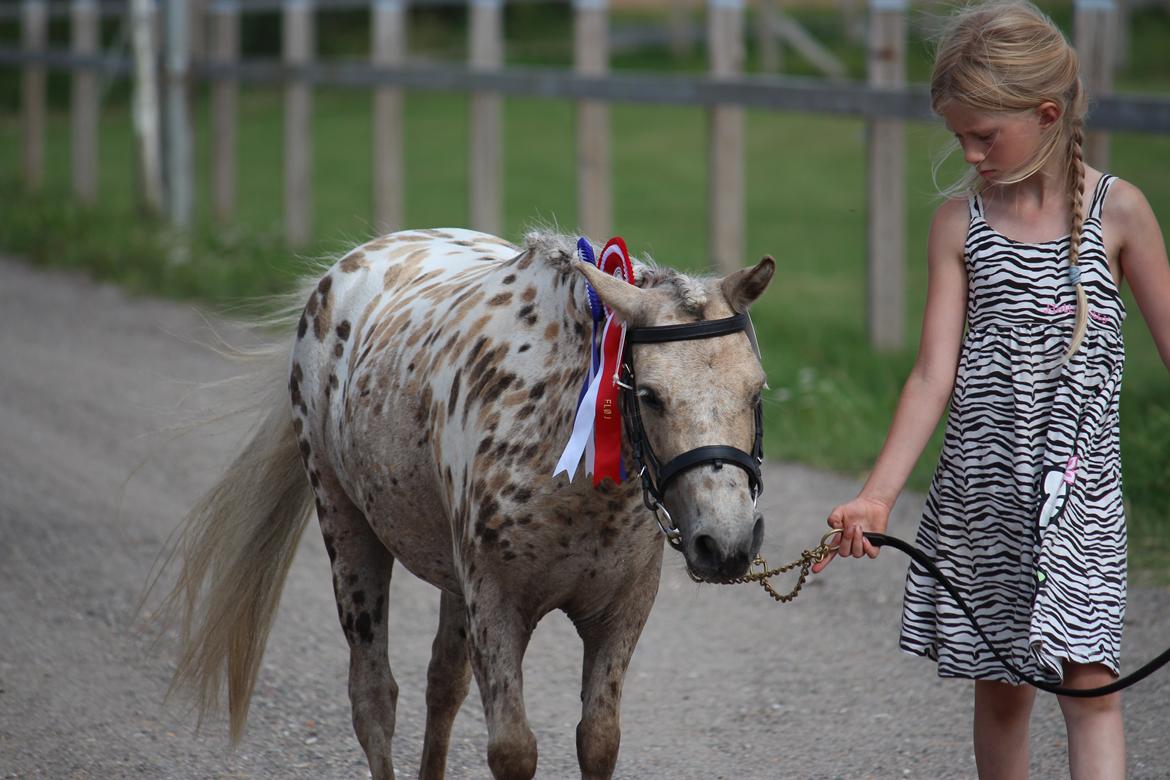 Knabstrupper Moselunds Millie - Millie og Freja. billede 8