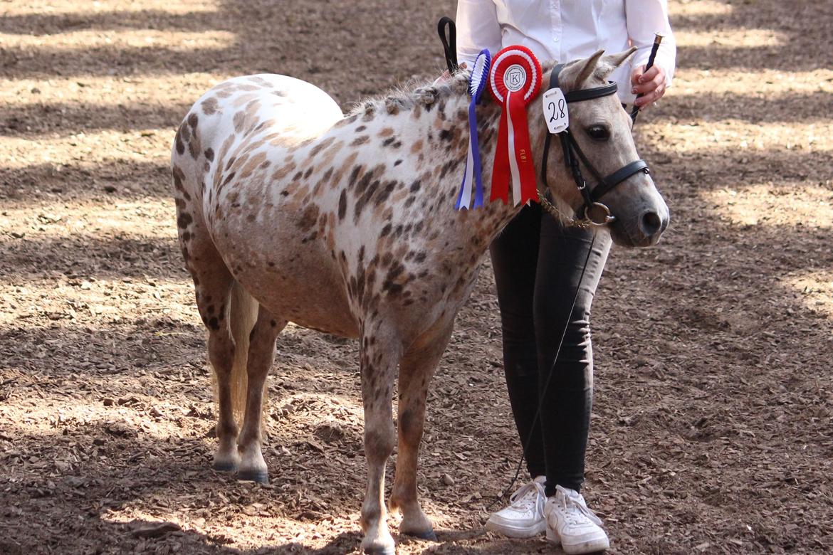 Knabstrupper Moselunds Millie - Millie til kåring. billede 1