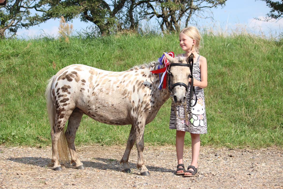 Knabstrupper Moselunds Millie - Millie og Freja. billede 9