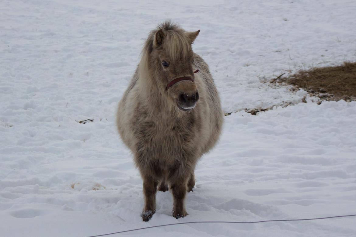 Knabstrupper Moselunds Millie - Drægtig Millie i vinteruniform. billede 10