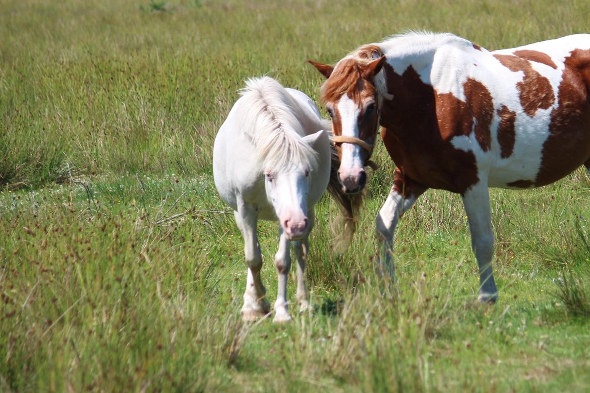 Knabstrupper Rughavens Maj billede 5