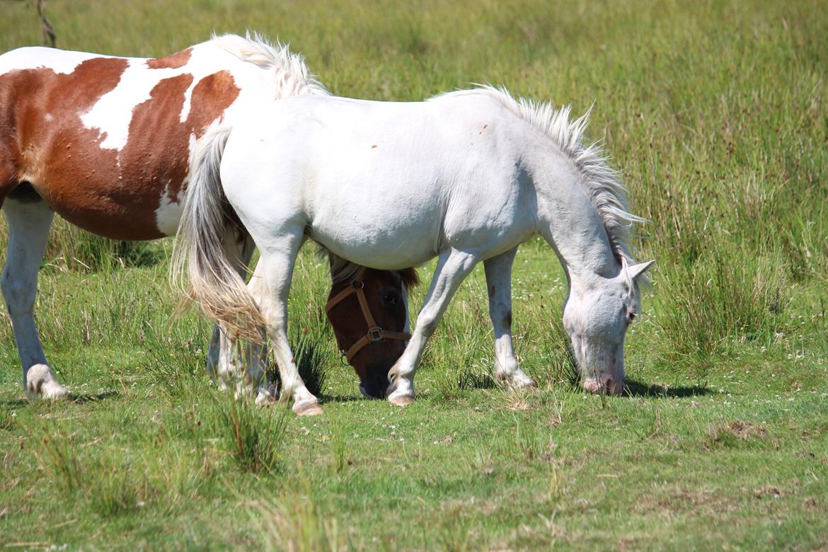 Knabstrupper Rughavens Maj billede 7