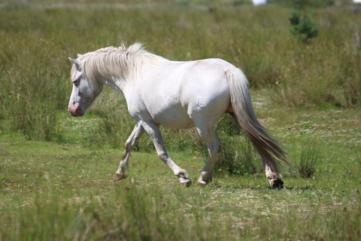 Knabstrupper Rughavens Maj billede 1