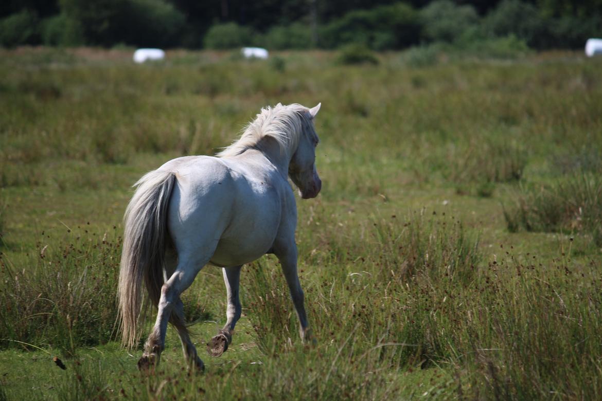 Knabstrupper Rughavens Maj billede 9