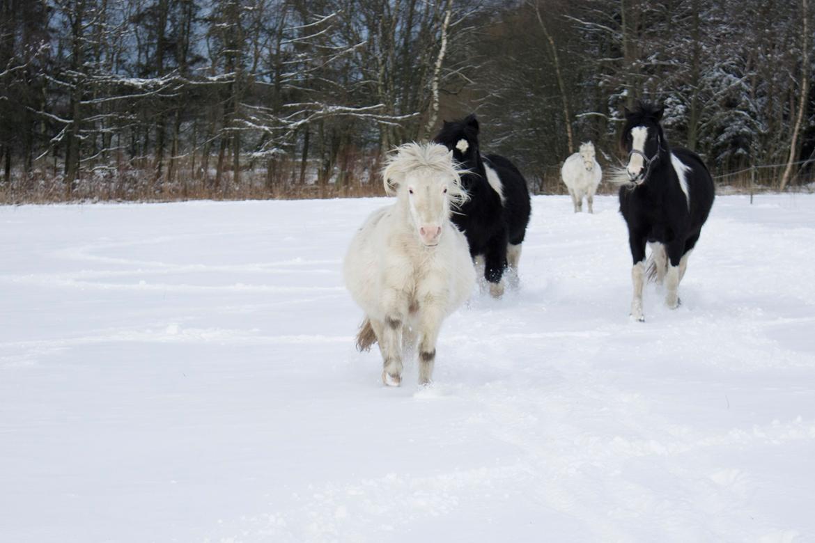 Knabstrupper Rughavens Maj billede 11