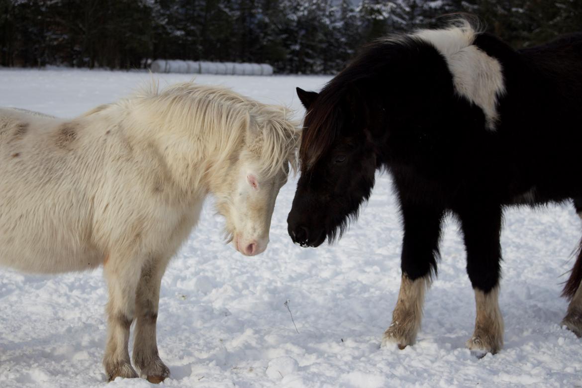 Knabstrupper Rughavens Maj billede 12