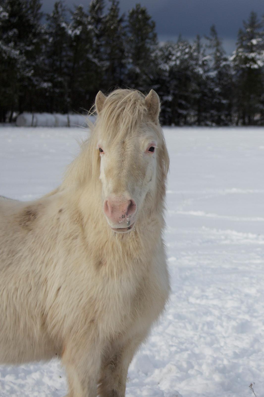 Knabstrupper Rughavens Maj billede 2