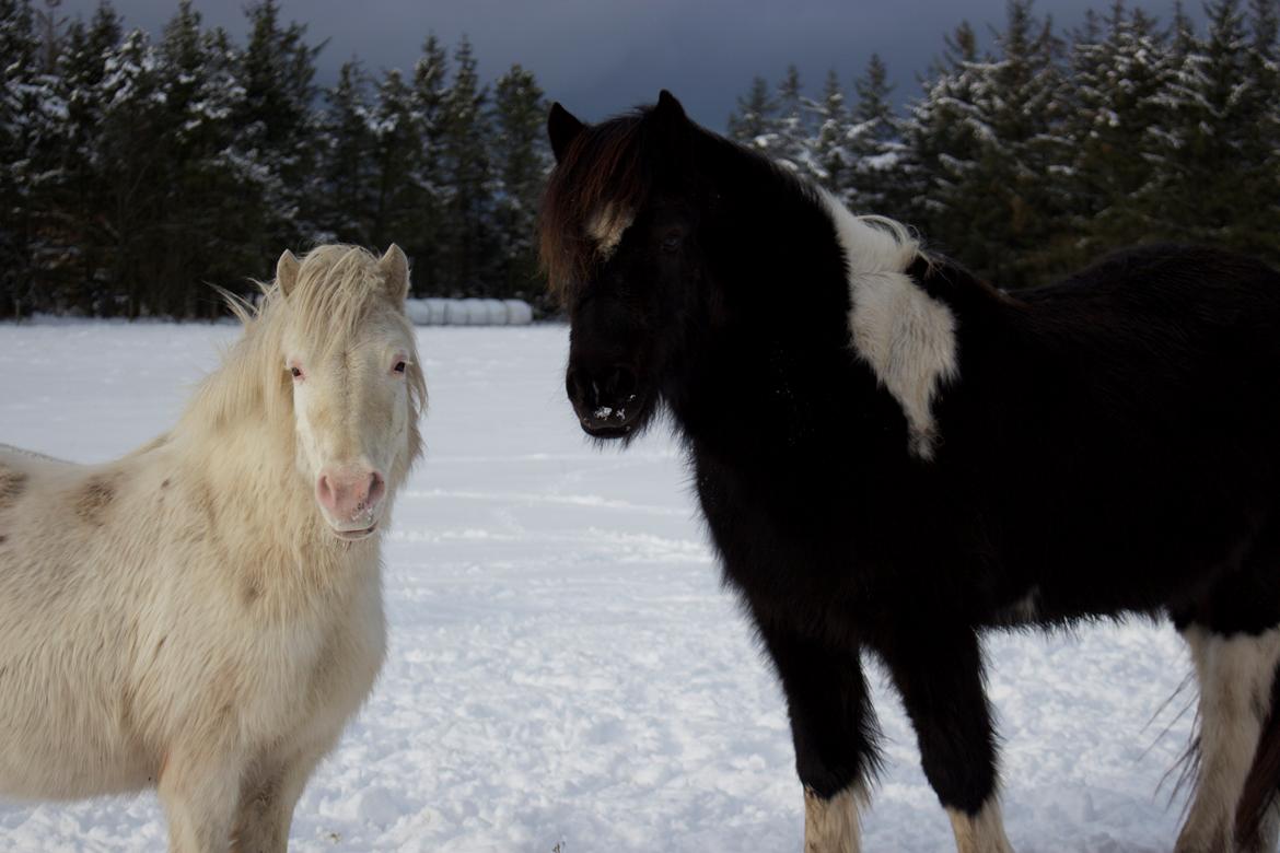Knabstrupper Rughavens Maj billede 4
