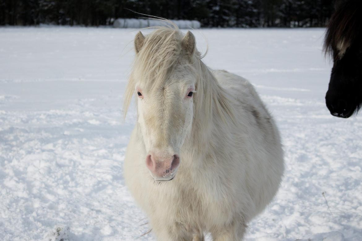 Knabstrupper Rughavens Maj billede 6