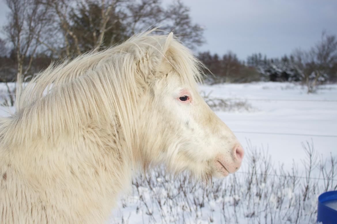 Knabstrupper Rughavens Maj billede 13