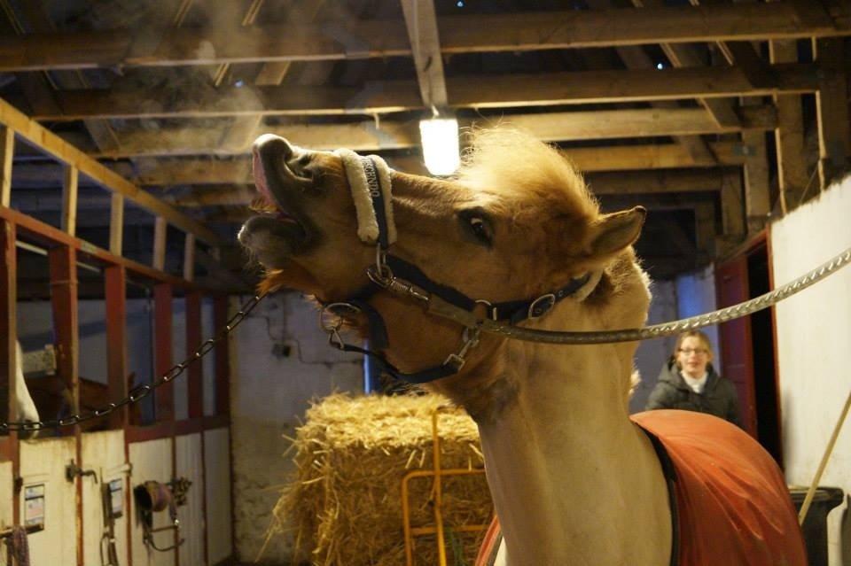 Anden særlig race Frederik - Hej og velkommen til mit galleri! <3  billede 2