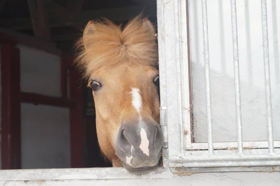 Anden særlig race Frederik billede 16
