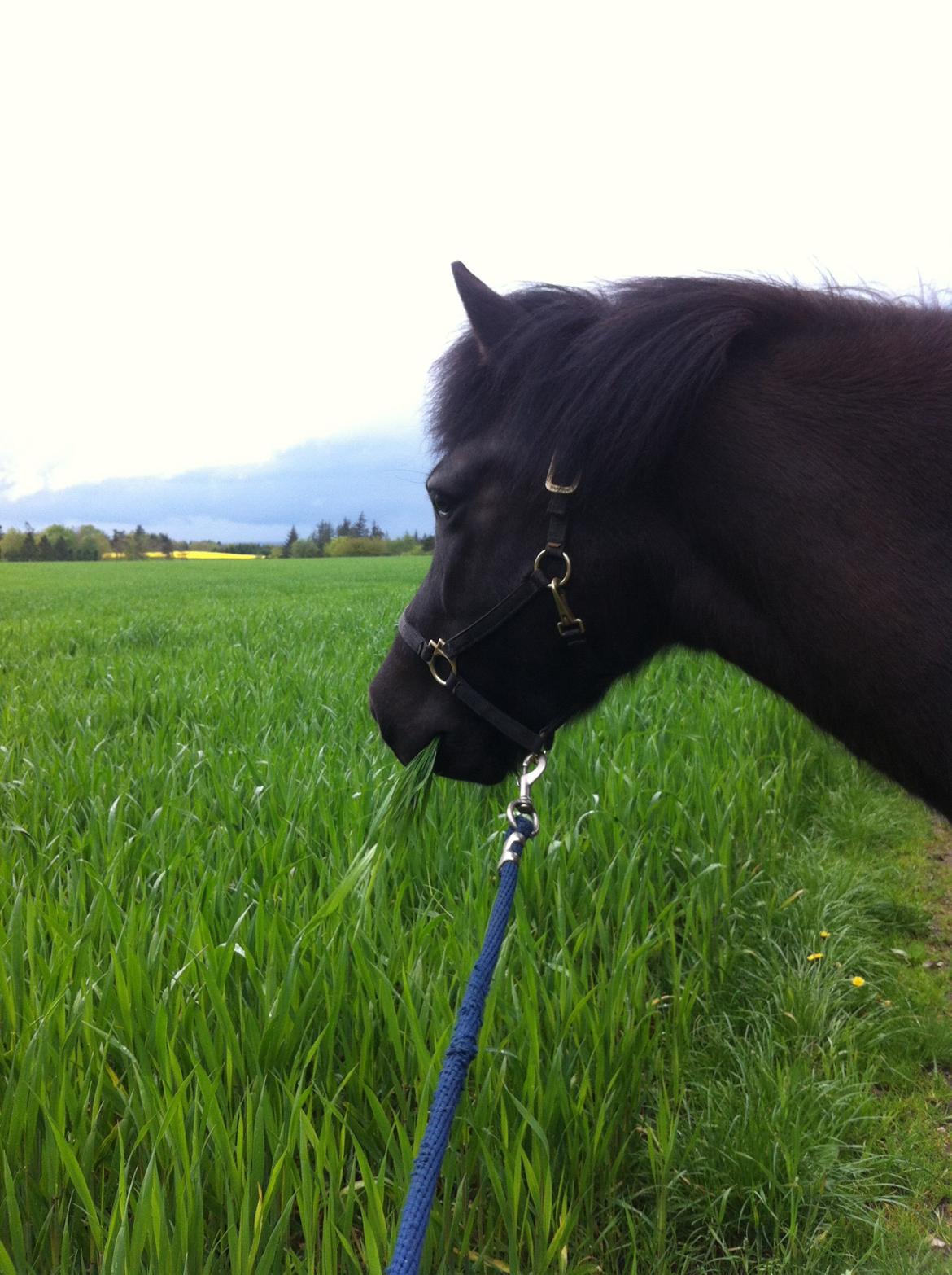Islænder Lukka fra Bækken - gåtur er altid hyggeligt billede 2