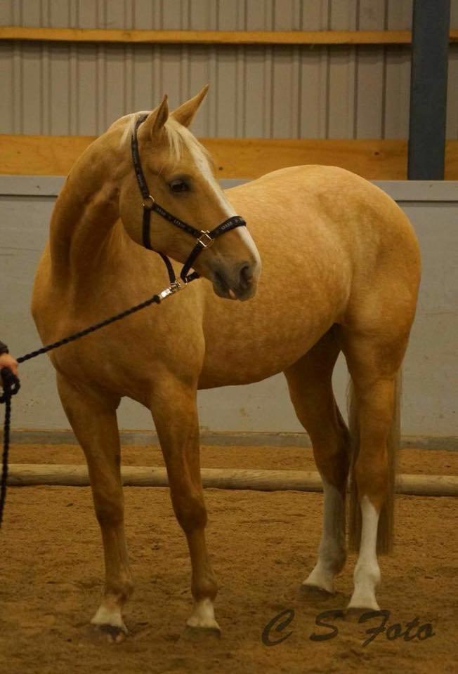 Palomino Heimdals Joy Of Gold billede 1