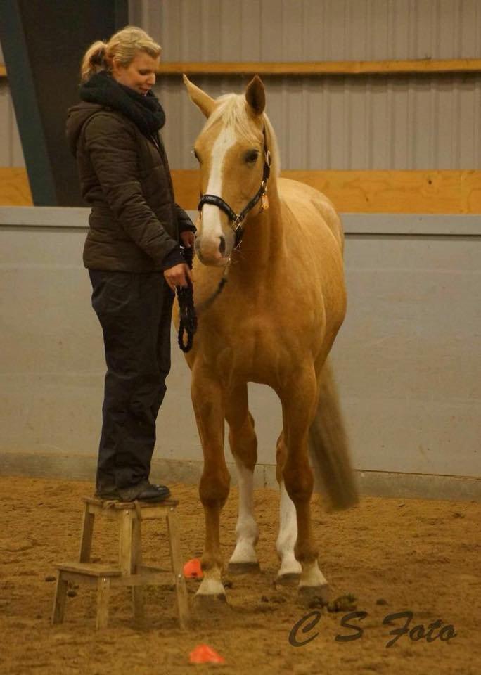 Palomino Heimdals Joy Of Gold billede 2