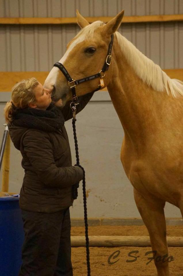 Palomino Heimdals Joy Of Gold billede 4