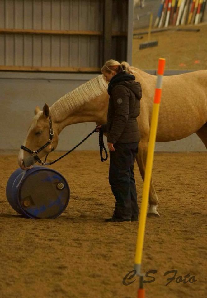 Palomino Heimdals Joy Of Gold billede 5