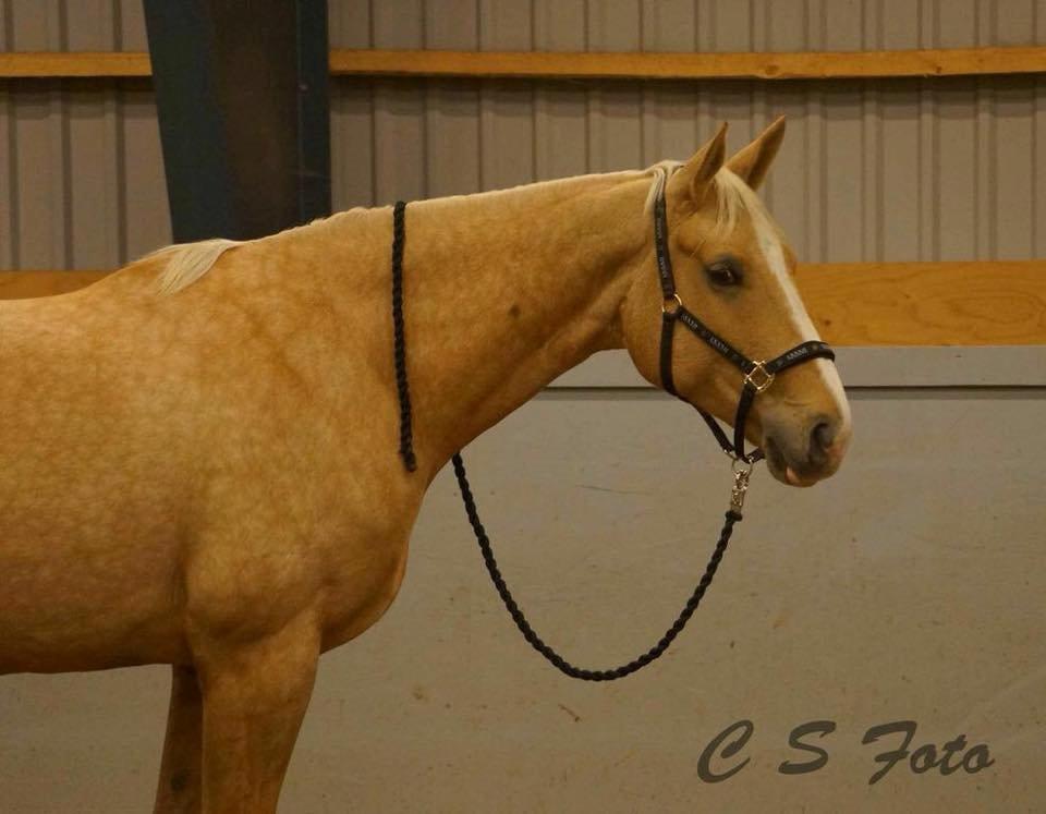 Palomino Heimdals Joy Of Gold billede 3