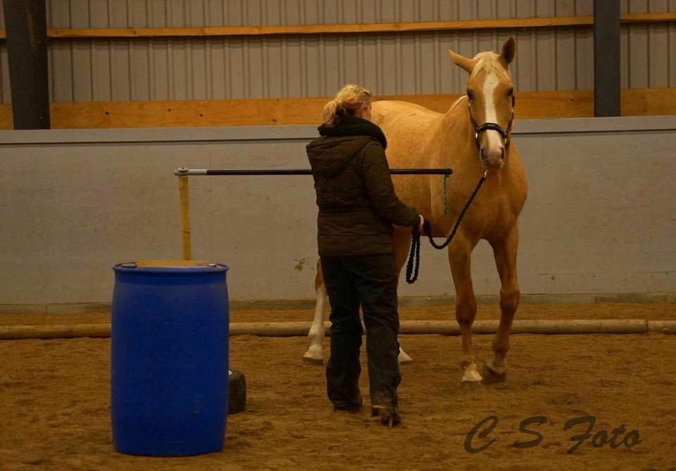 Palomino Heimdals Joy Of Gold billede 6