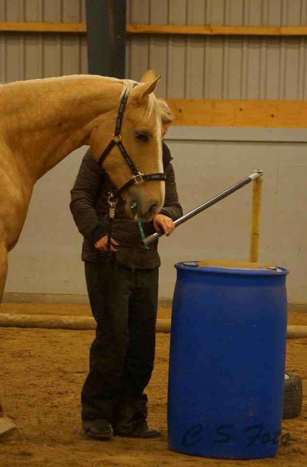 Palomino Heimdals Joy Of Gold billede 7