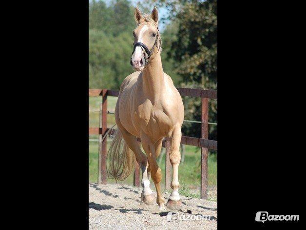 Palomino Heimdals Joy Of Gold billede 8