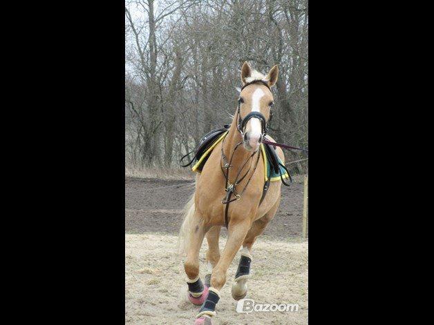 Palomino Heimdals Joy Of Gold billede 10