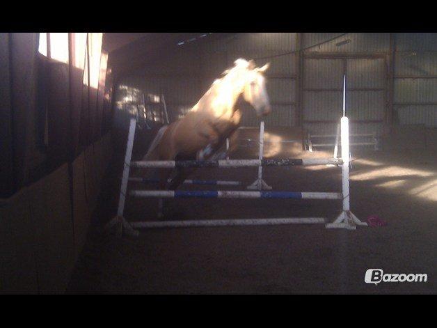 Palomino Heimdals Joy Of Gold billede 11