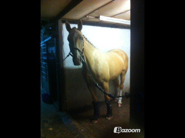 Palomino Heimdals Joy Of Gold billede 12