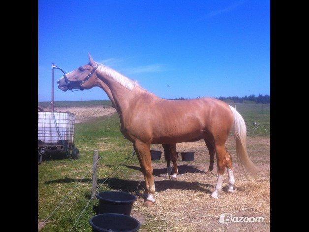 Palomino Heimdals Joy Of Gold billede 13