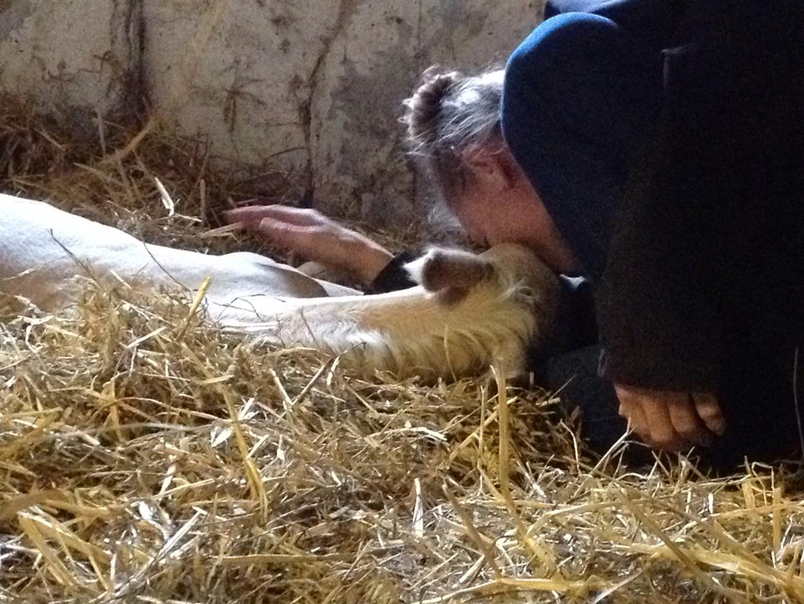 Palomino Jake Blues - shhhh jeg sover billede 9