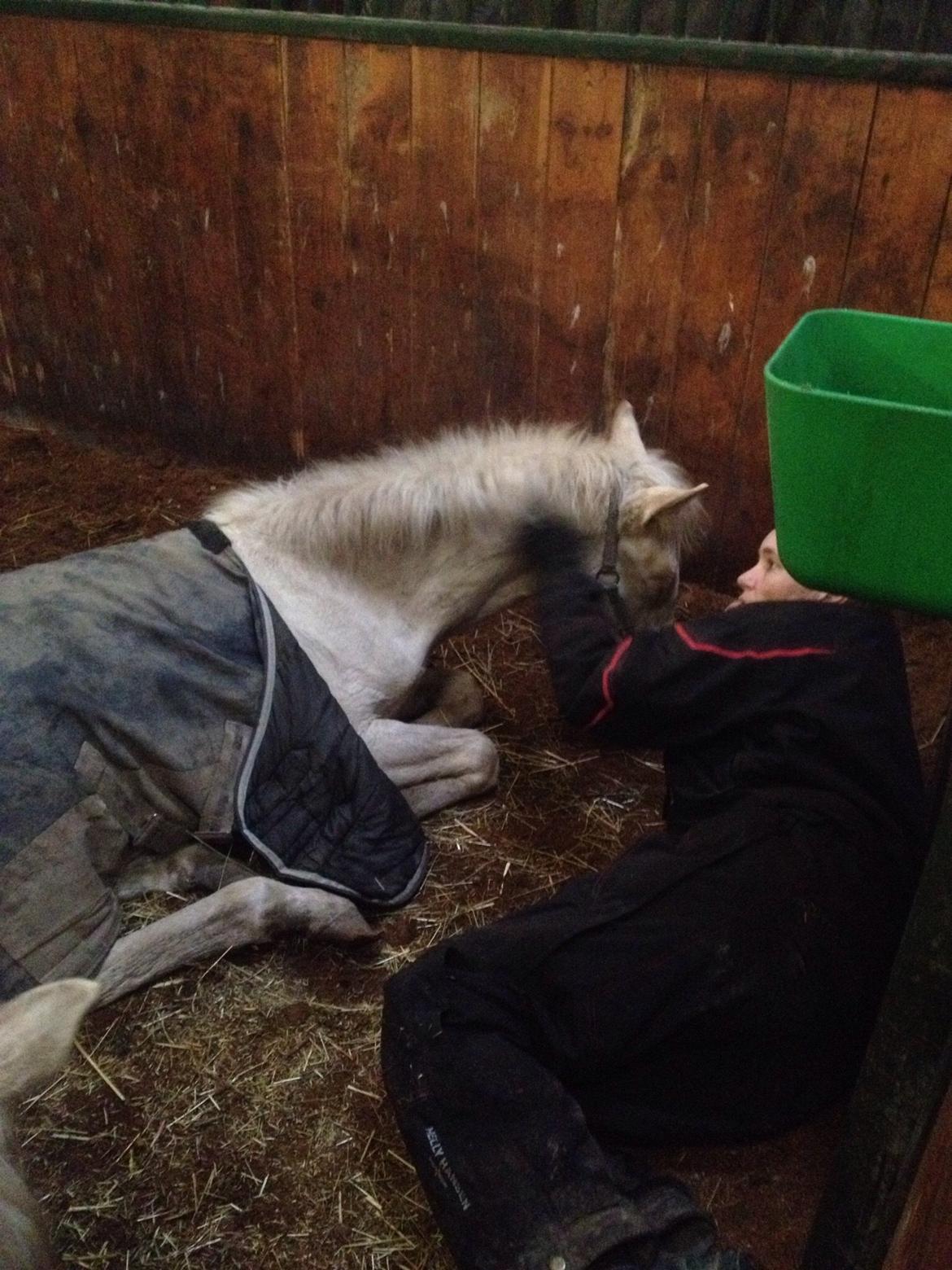 Palomino Jake Blues - nuuuuuuus mig, jyllænderen kan vente billede 21