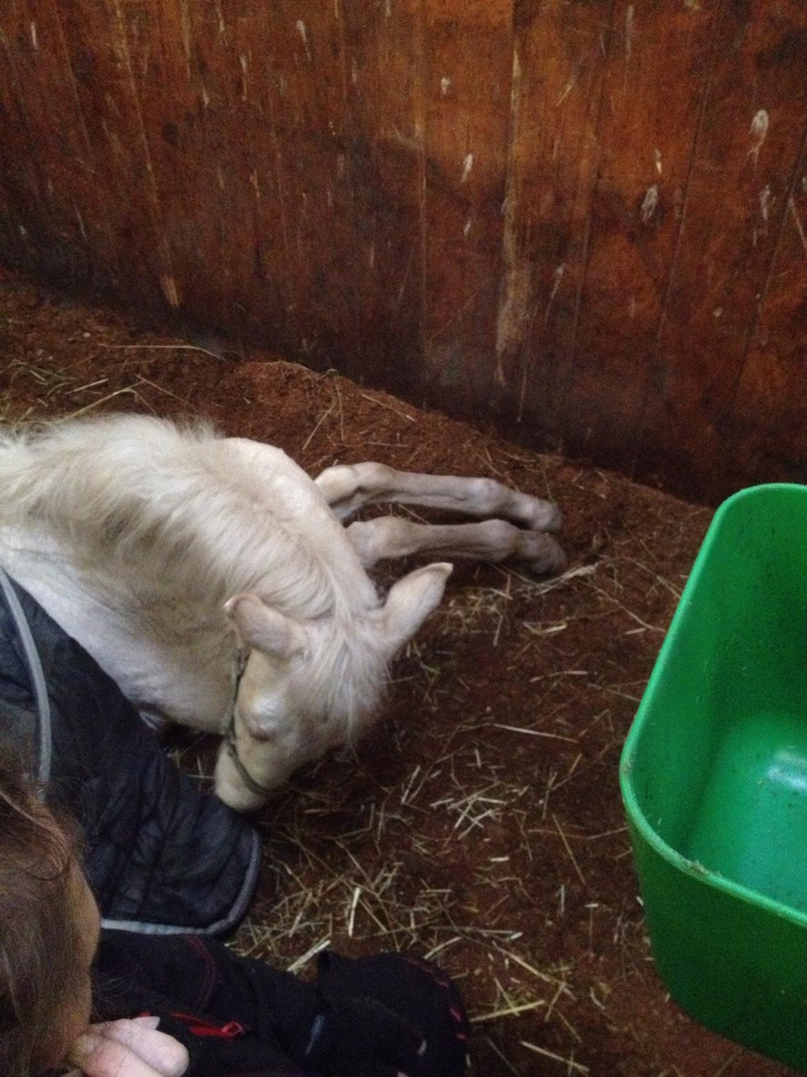 Palomino Jake Blues - zzzzzzzzzzzzzzz billede 23