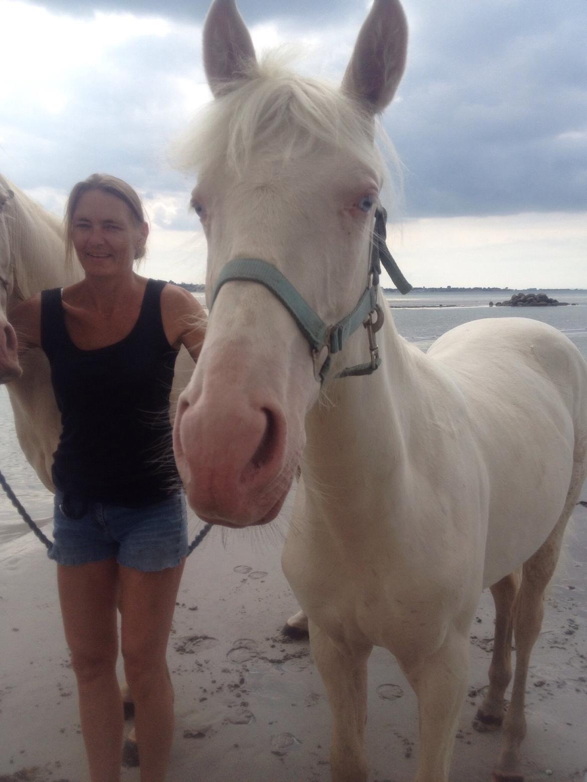 Palomino Elwood Blues billede 13