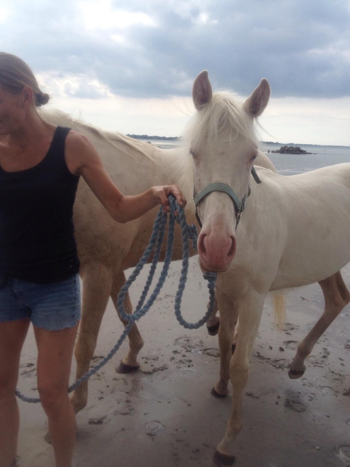 Palomino Elwood Blues billede 14