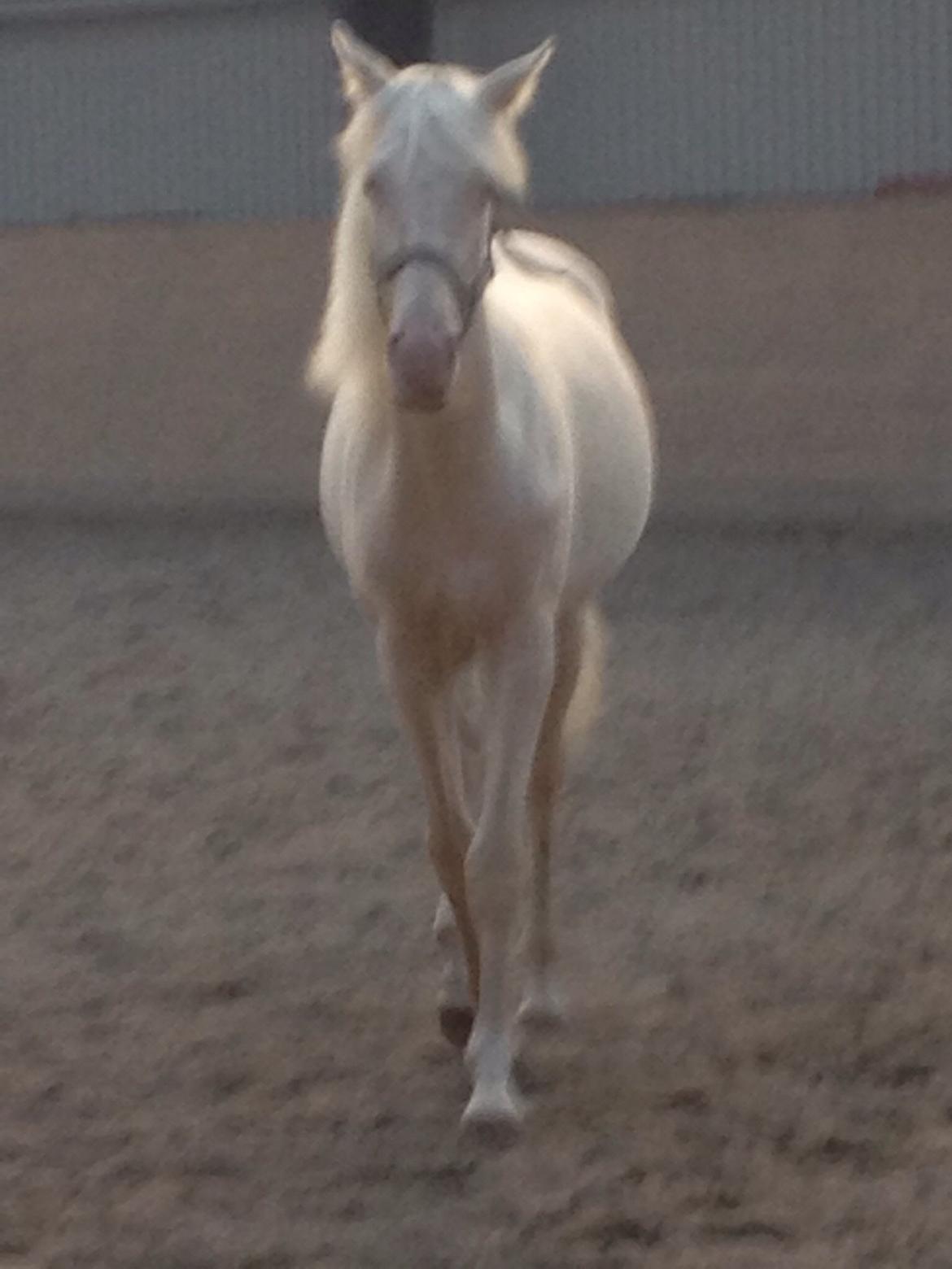 Palomino Elwood Blues billede 15