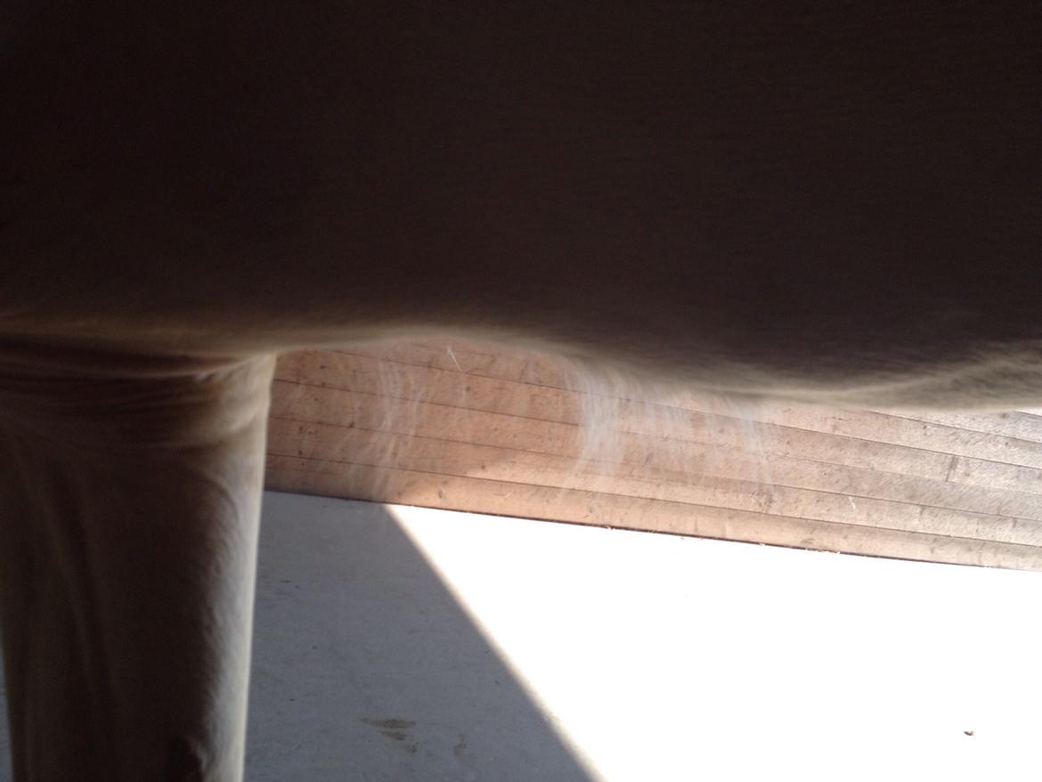 Palomino Elwood Blues billede 16