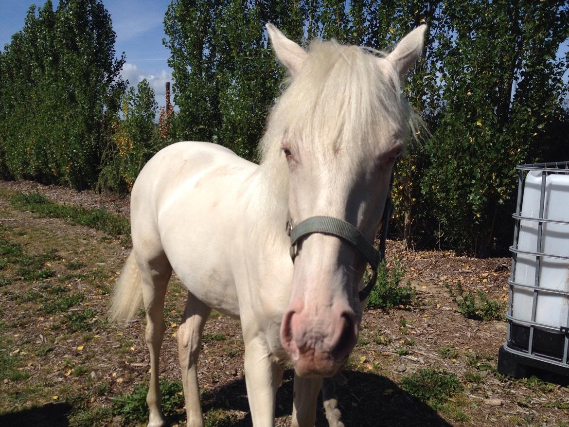 Palomino Elwood Blues billede 17