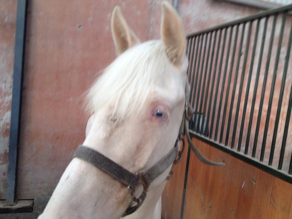 Palomino Elwood Blues billede 18