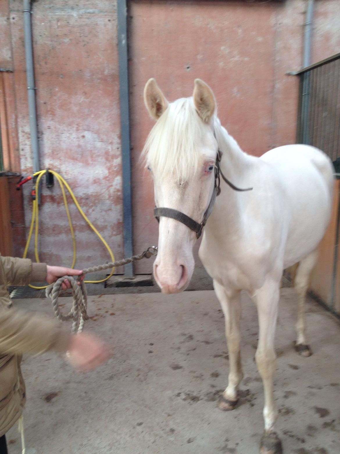 Palomino Elwood Blues billede 19