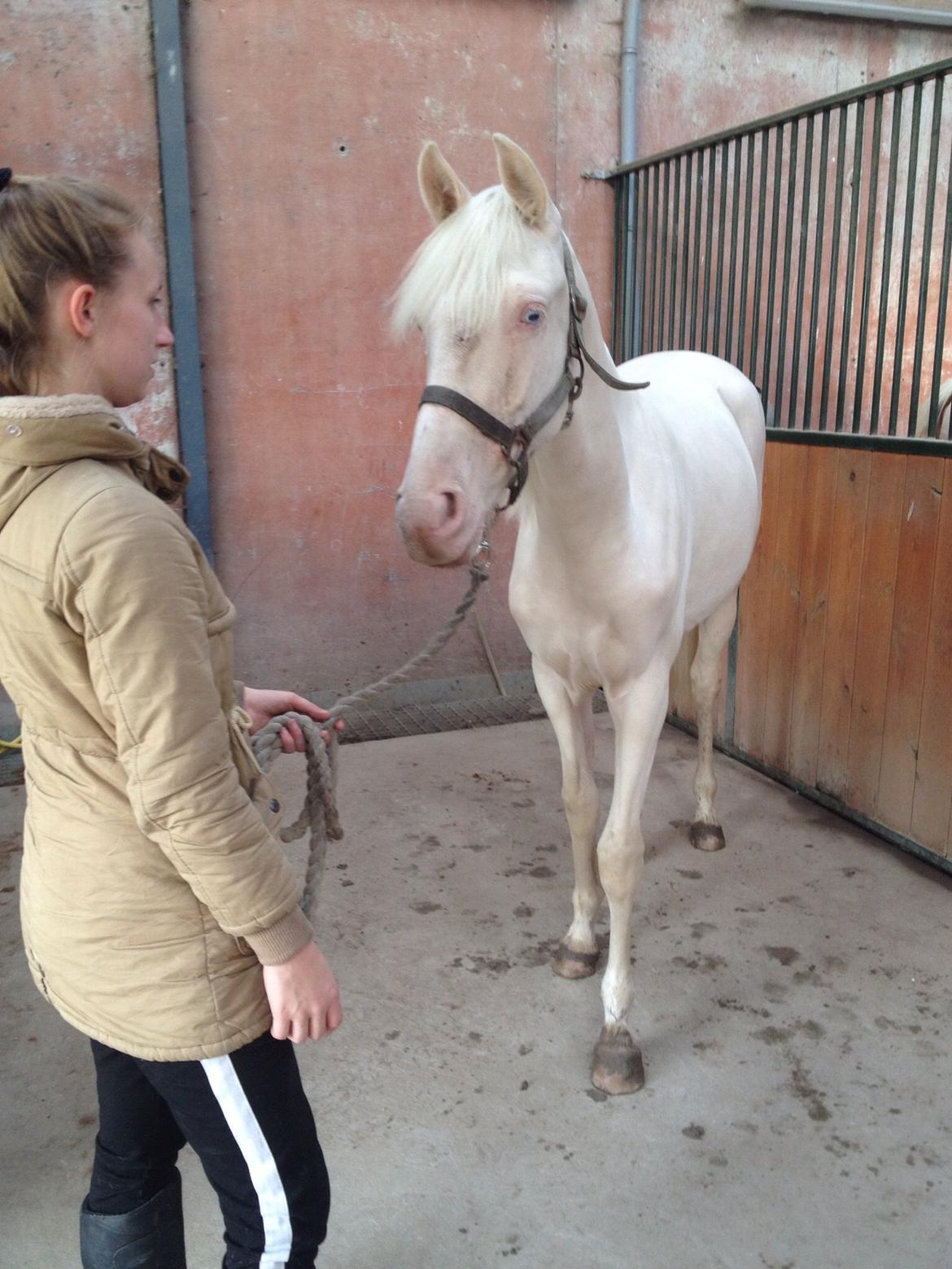 Palomino Elwood Blues billede 20