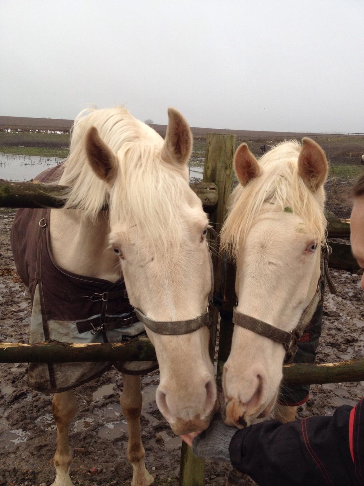 Palomino Elwood Blues billede 21