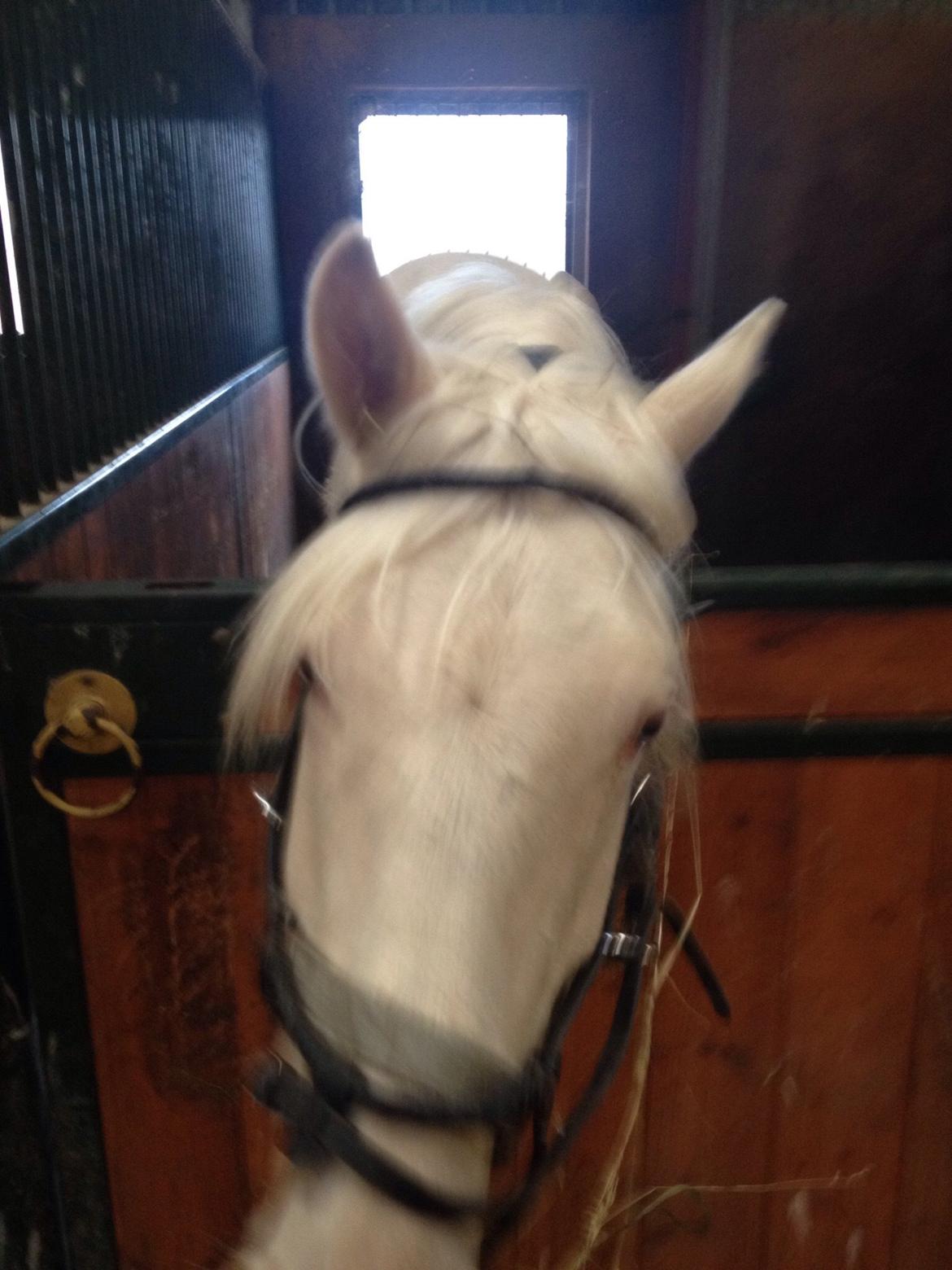 Palomino Elwood Blues billede 22