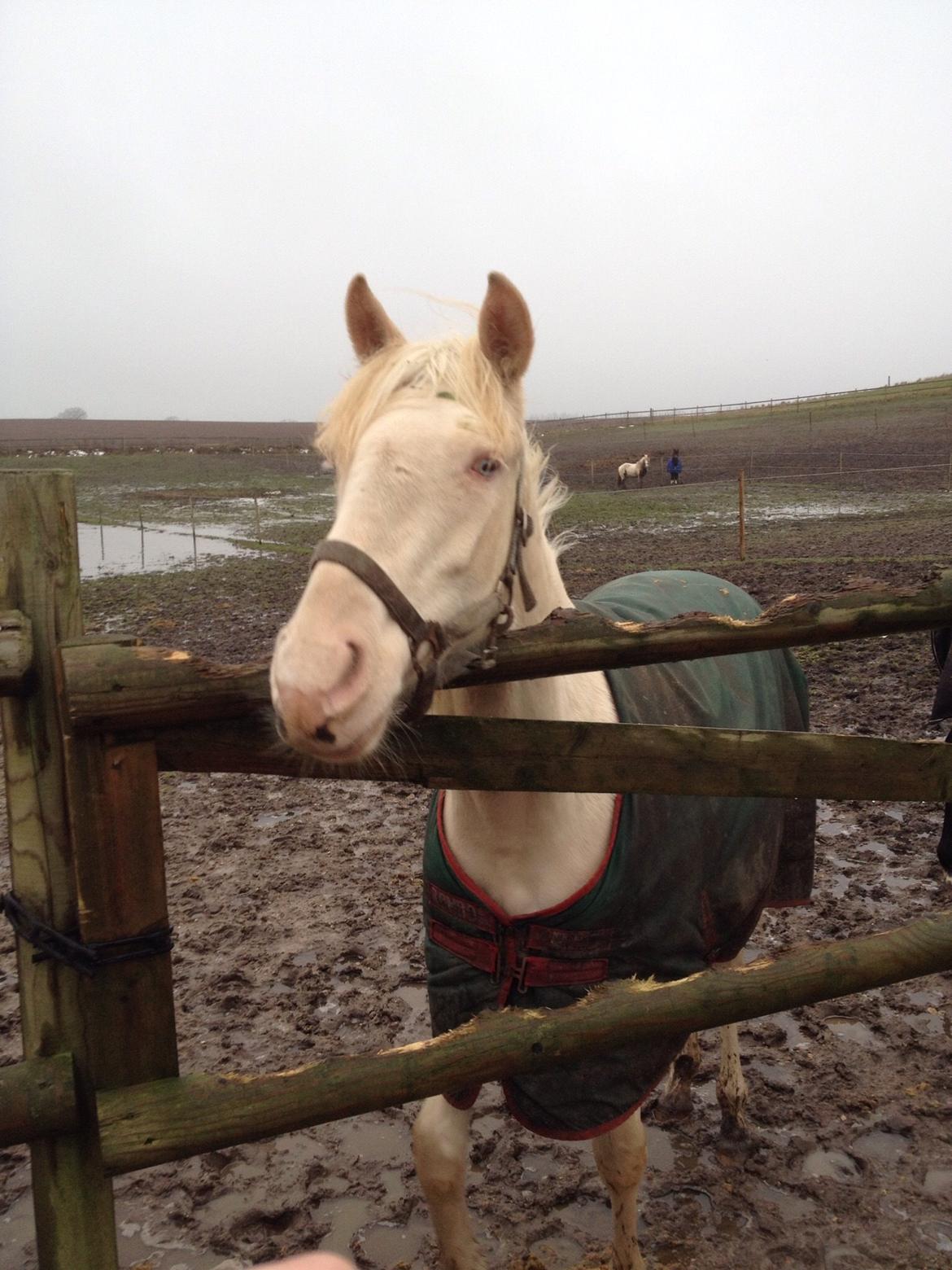 Palomino Elwood Blues billede 23