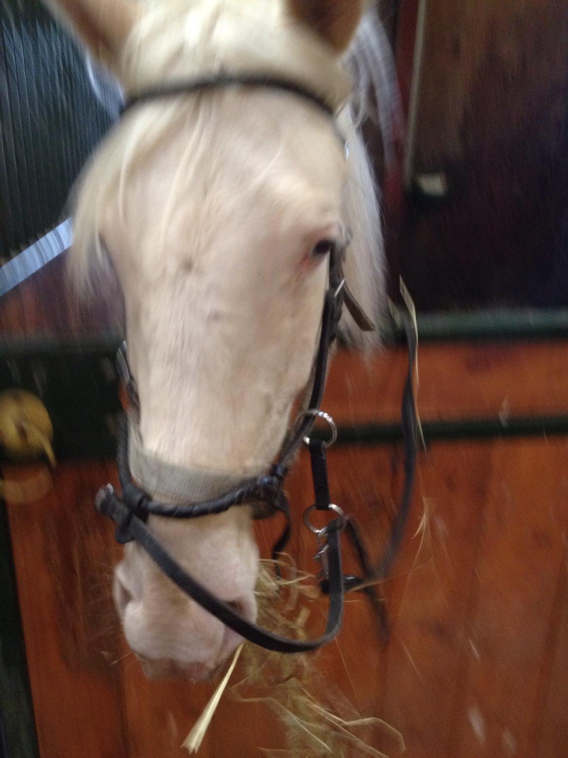 Palomino Elwood Blues billede 24