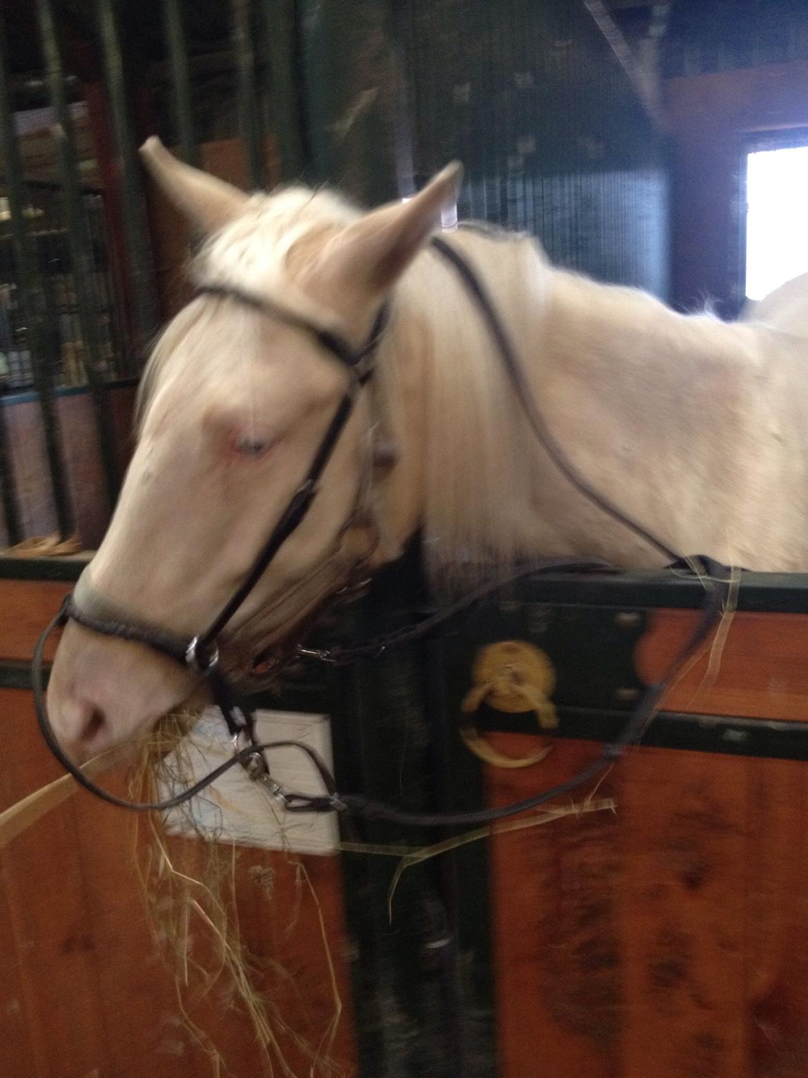 Palomino Elwood Blues billede 25