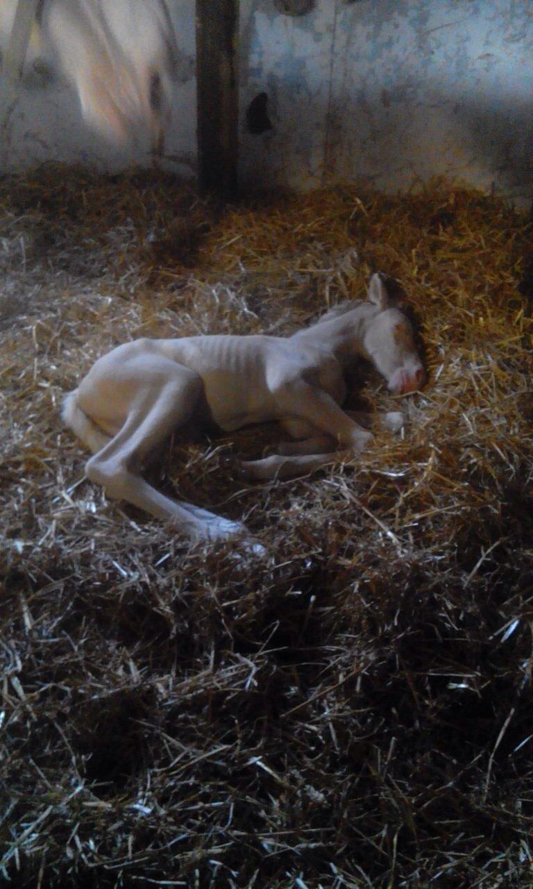 Palomino Jake Blues - zzzzzzzzzzzzz billede 10