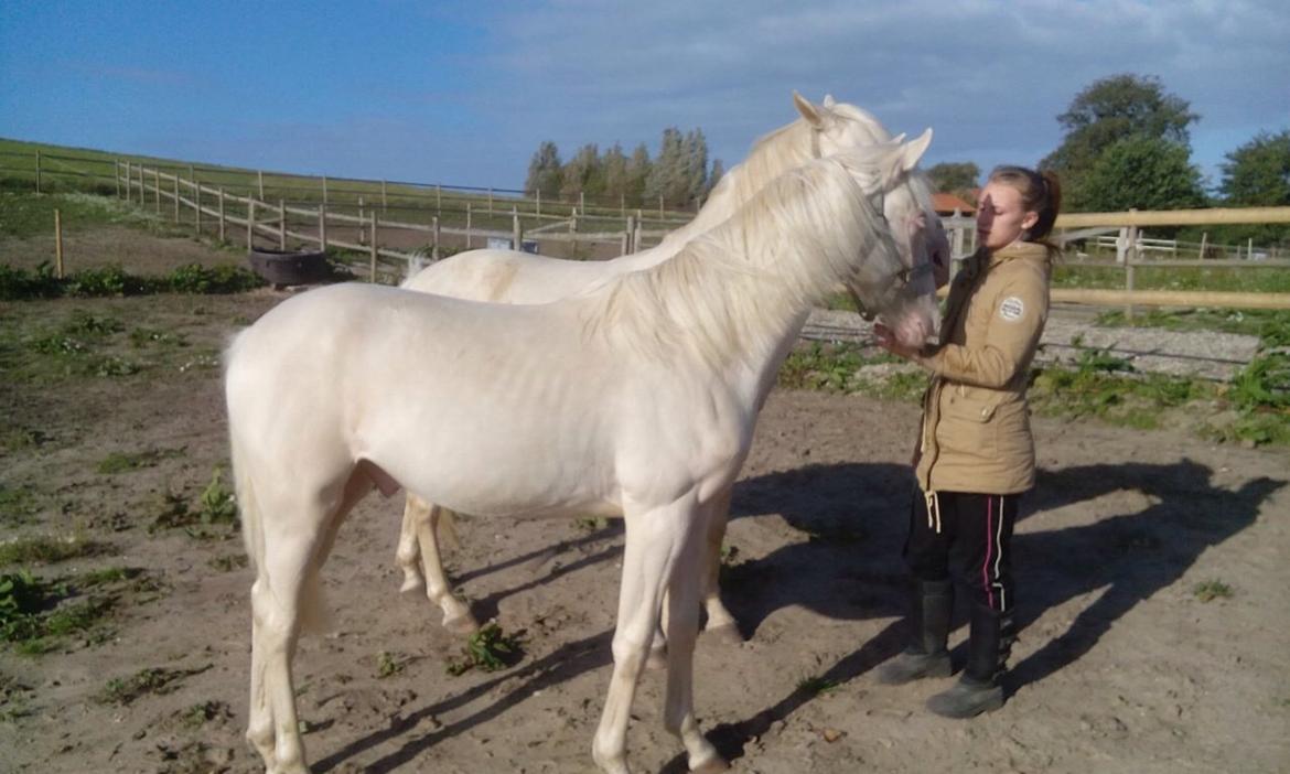 Palomino Elwood Blues billede 26