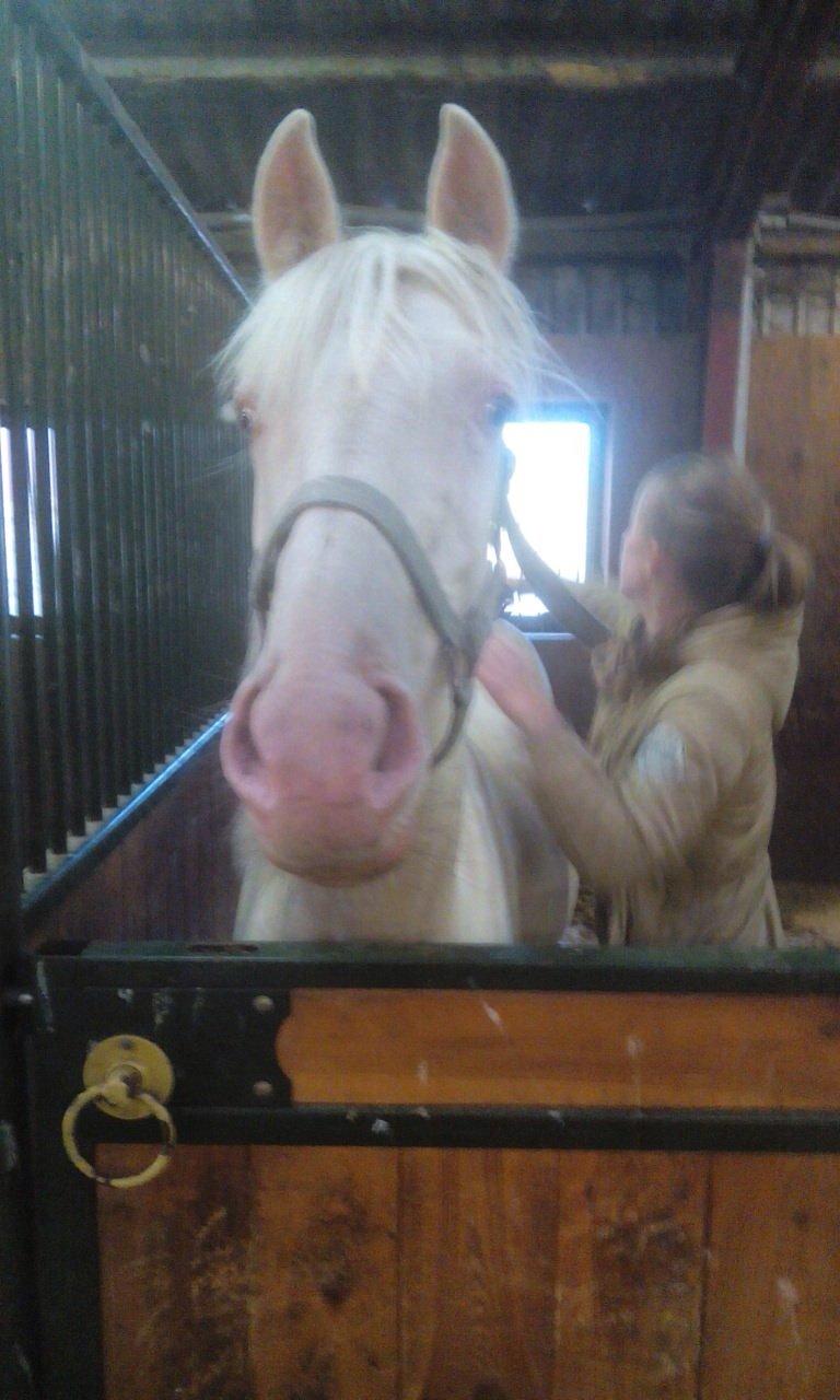 Palomino Elwood Blues billede 27