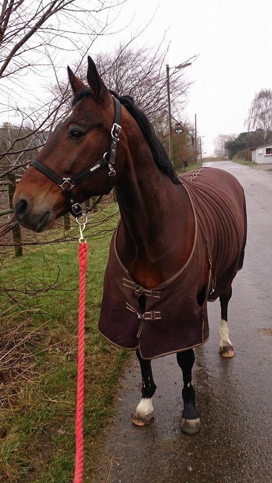 Traver Filur Raun billede 1